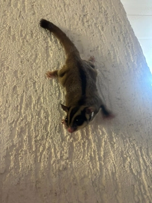 Sugar Glider, Gleithörnchen
