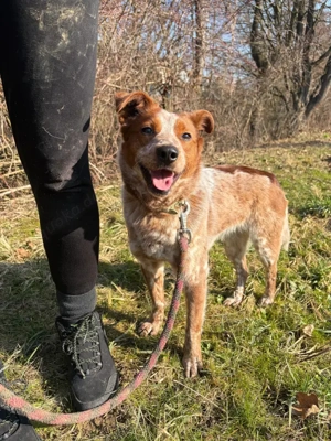 *ÄNNE* - eine offene und freundliche Hündin, die die Menschennähe liebt
