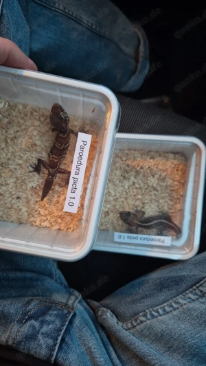 Madagaskar Großkopfgecko (Paroedura picta)   7 Monate   gesund