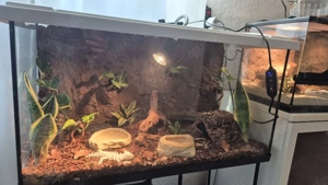 2.0 Madagaskar Großkopfgeckos (Paroedura picta) im bio-aktiven Schauterrarium