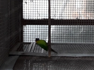 Hornsittiche abzugeben. 