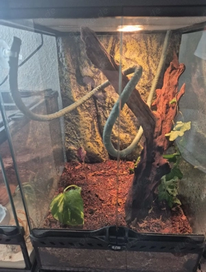 Profi-Terrarium Exo Terra 47x30x30   Bio-aktiv mit Bodenpolizei