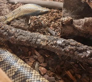 1.1 Hydrodynastes gigas