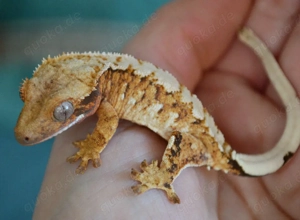 Poss. 0.1 Kronengecko 