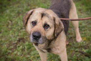 Chip-Nr. 259420 - Der offene, neugierige Rüde wird auf ein Leben ineiner Menschenfamilie vorbereitet