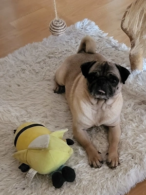 *OPI* Ich bin sehr lieb und anhänglich und ich schmuse gerne