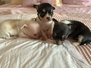 Bildschöne Chihuahua Welpen Mini 