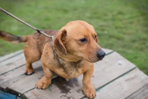 *JOKER* Der freundliche Rüde wartet gespannt auf ein Ticket ins eigene Familienleben