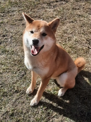 Junge Shiba Inu Hündin mit Herz und Papieren sucht Bestplatz 