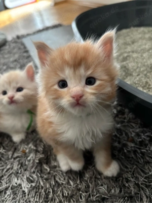 Reinrassige Maine Coon Kitten