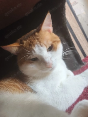 Leandro roter Kater abzugeben 