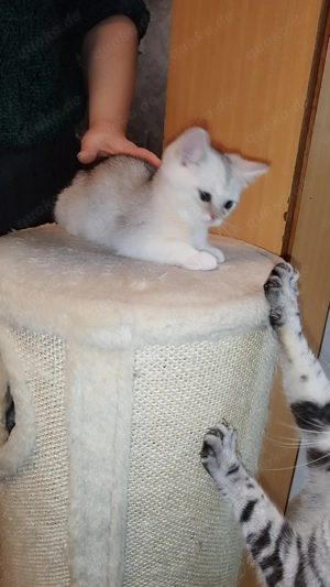 Wunderschöne BKH Kitten  