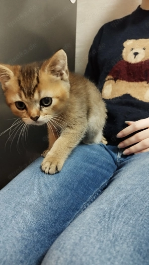 Wunderschöne BKH Kitten  
