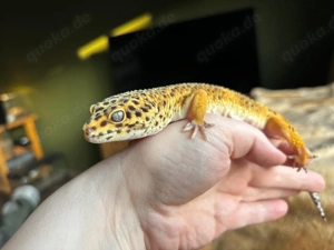 1.0 Leopardgecko Giant Blood Afghan **Für Hamm**