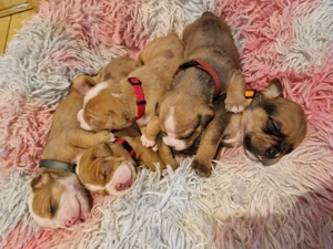 Old Englisch Bulldog Welpen mit Ahnentafeln 