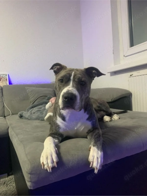 Hündin dringend abzugeben