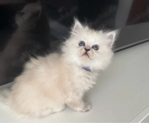 Britisch Kurzhaar & Heilige Birma Mix Kitten 