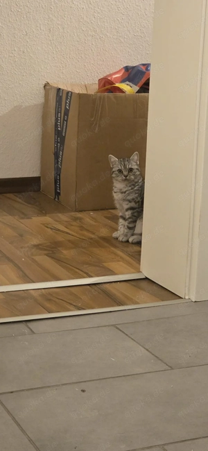 Bkh Mädchen dringend abzugeben 