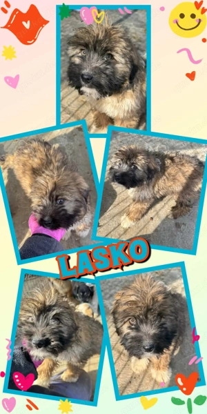 bezaubernder Welpenjunge "Lasko" möchte ganz bald adoptiert werden