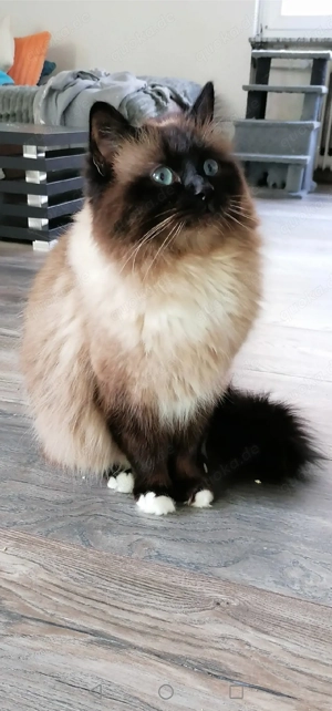 Heilige Birma Deckkater