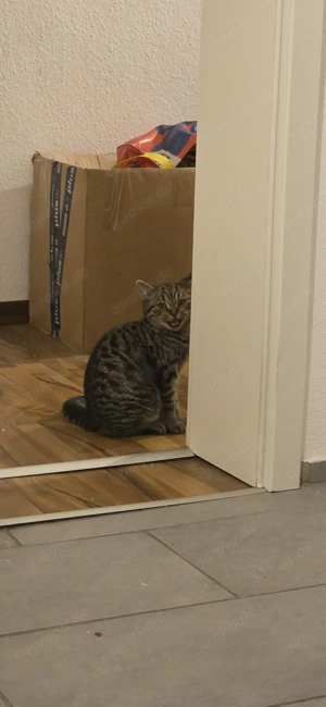 Bkh Kater sucht neues Zuhause 
