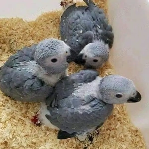 Wunderschöne Graupapageien abzugeben