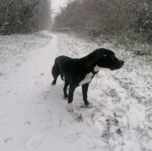 American Bully Hündin 