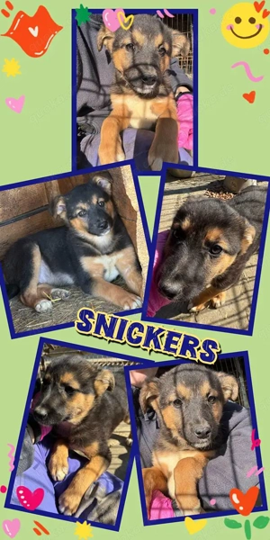 wunderschöner Welpenjunge "Snickers" hast Du ein Körbchen frei für mich ?