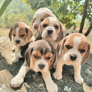      Sag hallo zu diesen kleinen Süßen!