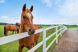 Unterstützung in Zuchtbetrieb in 89191 Nellingen Alb gesucht (m w d)