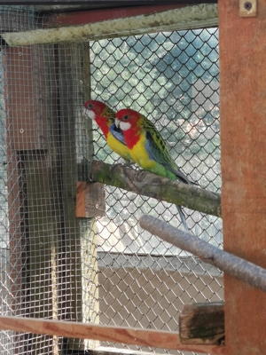 Rosallasittiche zu verkaufen