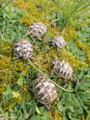 Griechische Landschildkröten (Testudo hermanni) NZ 2025   CITES   erste Winterruhe