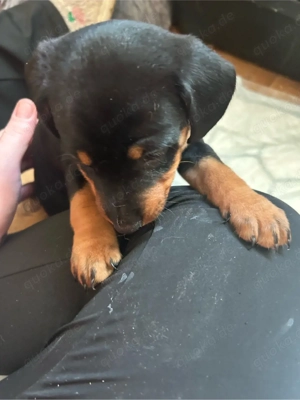 Hundewelpen abzugeben