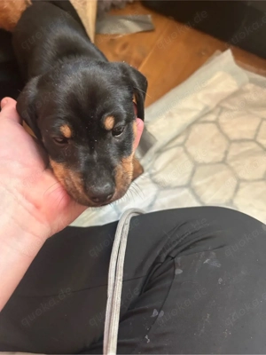 deutsche Jagd Terrier