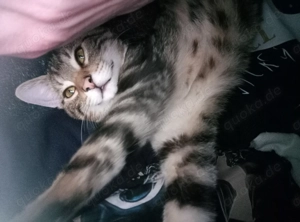 Bengal Kater jung abzugeben 