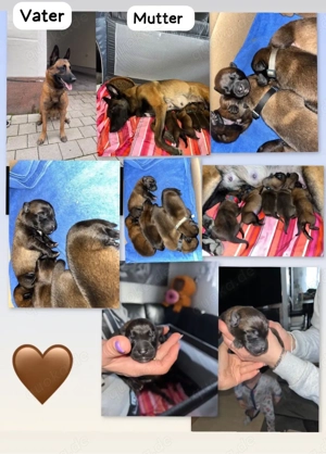 Belgische Schäferhunde (Malinois) Welpen private Hobbyzucht
