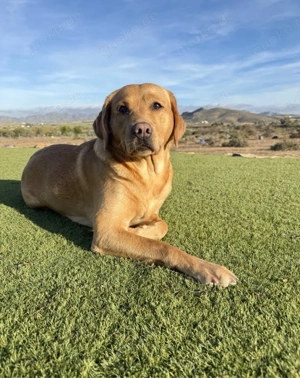 Wurfankündigung 04.2026