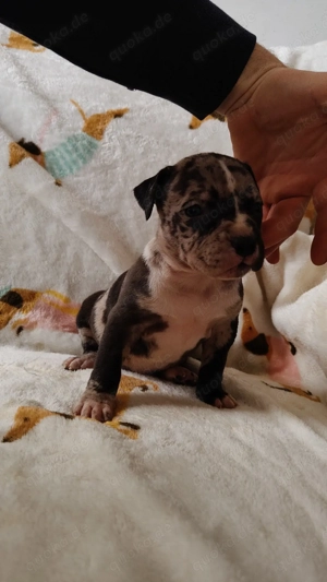 American Bully xl famale abkc