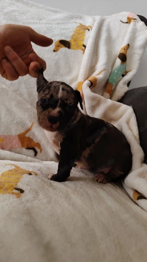 American Bully xl famale abkc