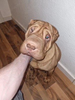 kleiner knautschkopf odini Bild 4