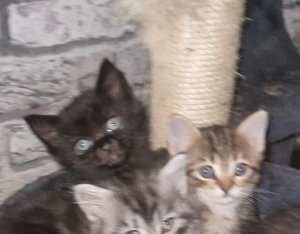 süße liebe mix katzen 