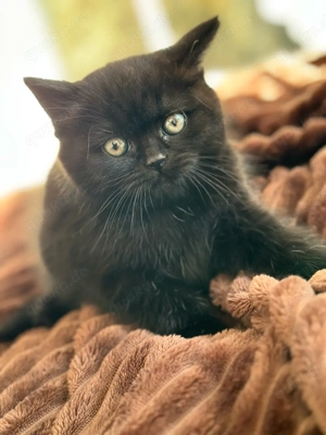 BKH-Kitten: Dunkle Schönheiten in Black-Smoke & Dark-Chocolate