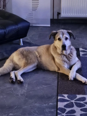 Lodos aus dem Tierschutz 