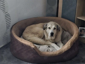 Lodos aus dem Tierschutz  Bild 3