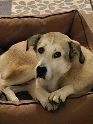 Lodos aus dem Tierschutz  Bild 4