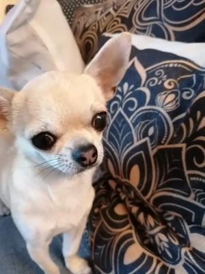 Chihuahua Hündin