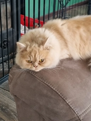 Herzensbrecher auf Körbchensuche: Maine Coon Mix 