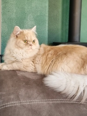 Herzensbrecher auf Körbchensuche: Maine Coon Mix 