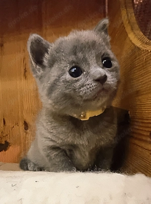 Russisch blau Kitten weiblich ab 1.5  aus langjähriger Hobbyzucht abzugeben.