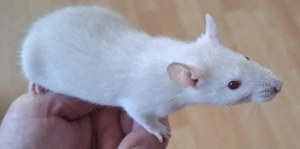 Ratten, Farbratten (Jungs)